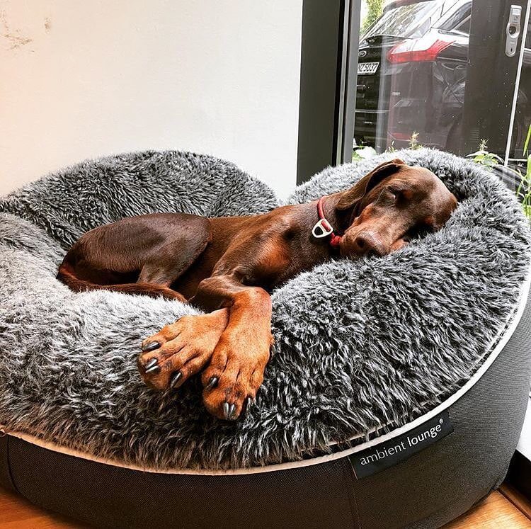 Лежак для собаки Pet Lounge - Размер Large — изображение 6