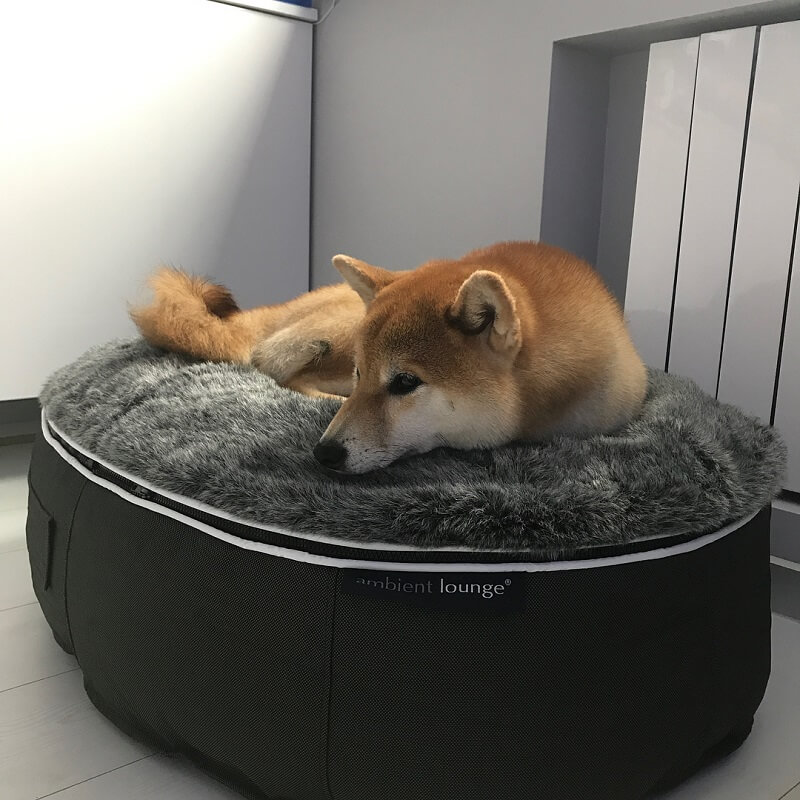 Лежак для собаки Pet Lounge - Размер Medium — изображение 4
